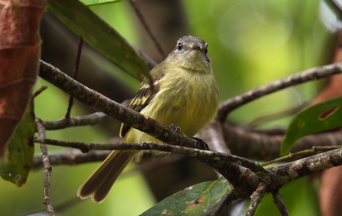 Forest Elaenia - ML659153199