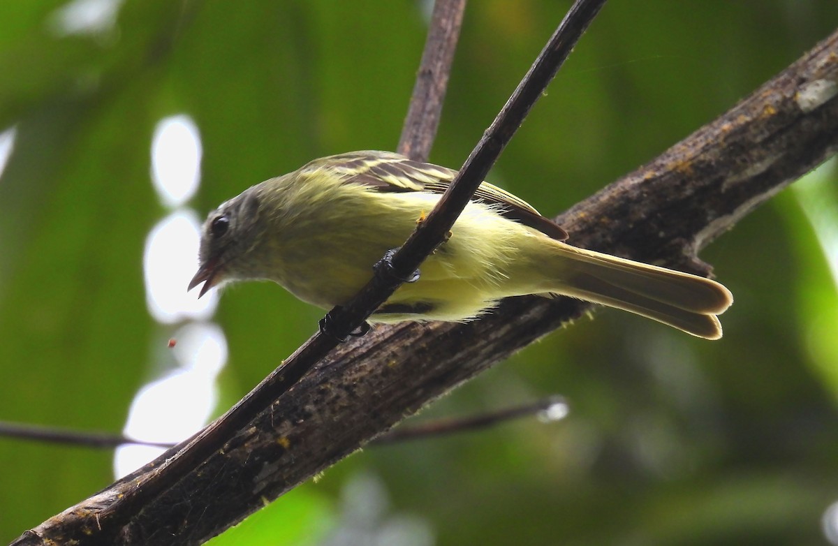 Forest Elaenia - ML659153200