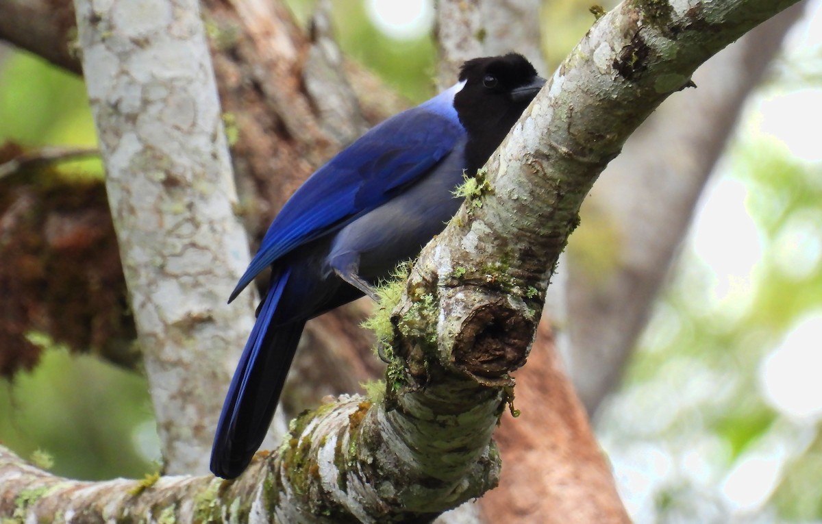 Violaceous Jay - ML659153215