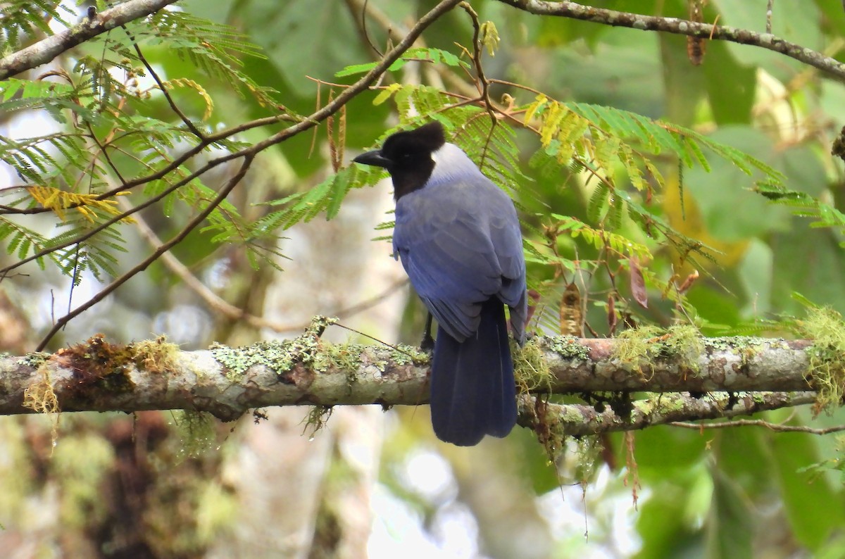 Violaceous Jay - ML659153216