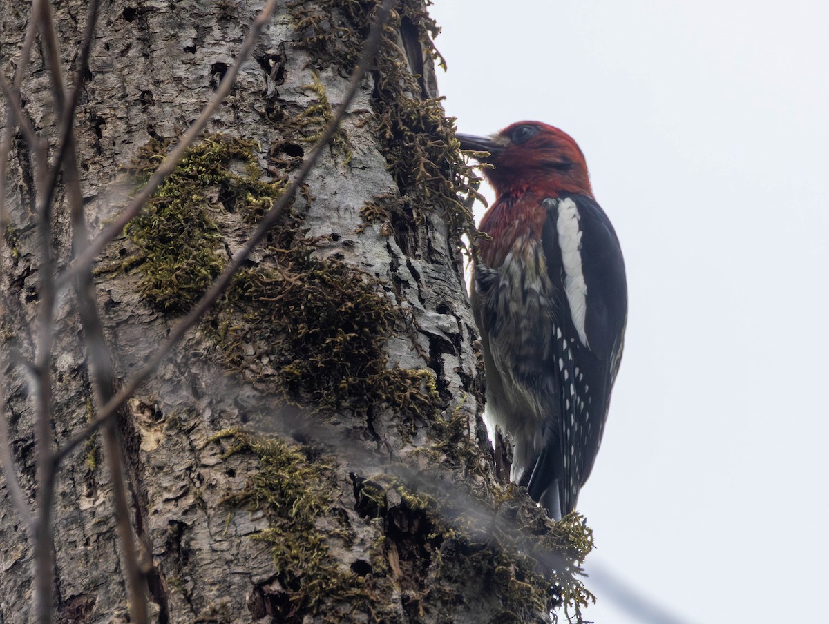 Red-breasted Sapsucker - ML659153735