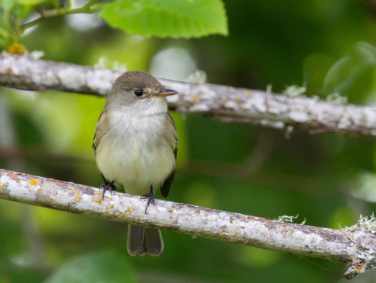 Willow Flycatcher - ML659153740