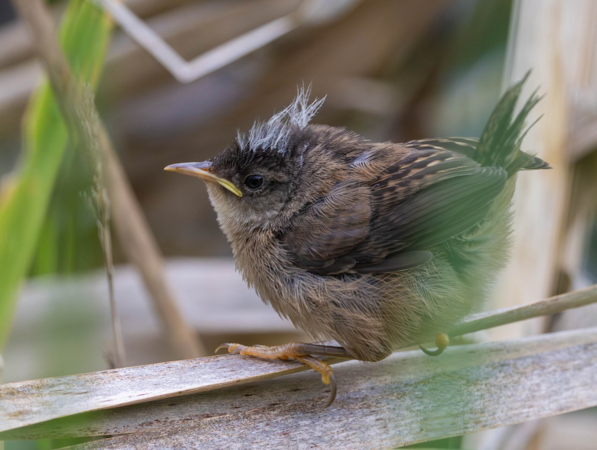 Marsh Wren - ML659153743