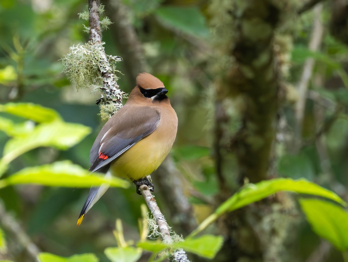 Cedar Waxwing - ML659153750