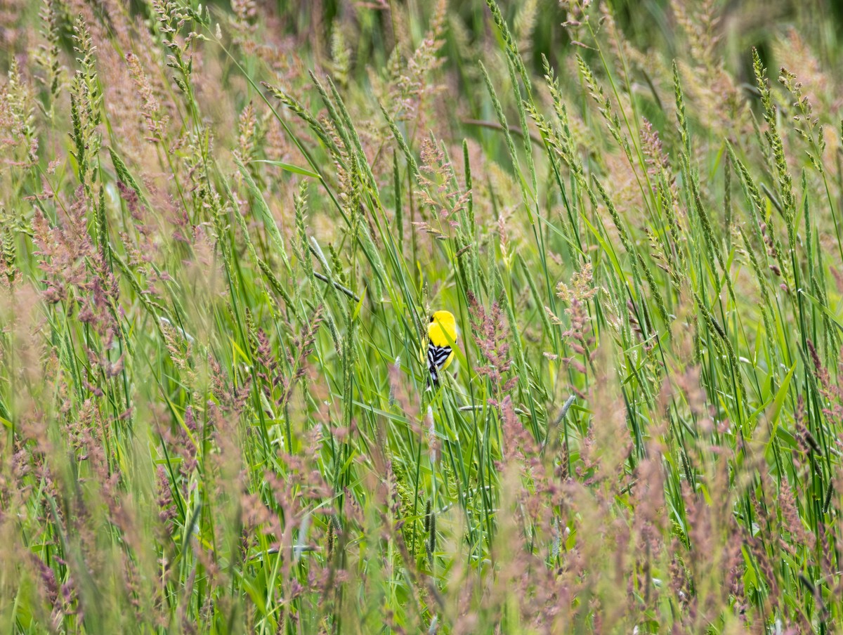 American Goldfinch - ML659153753
