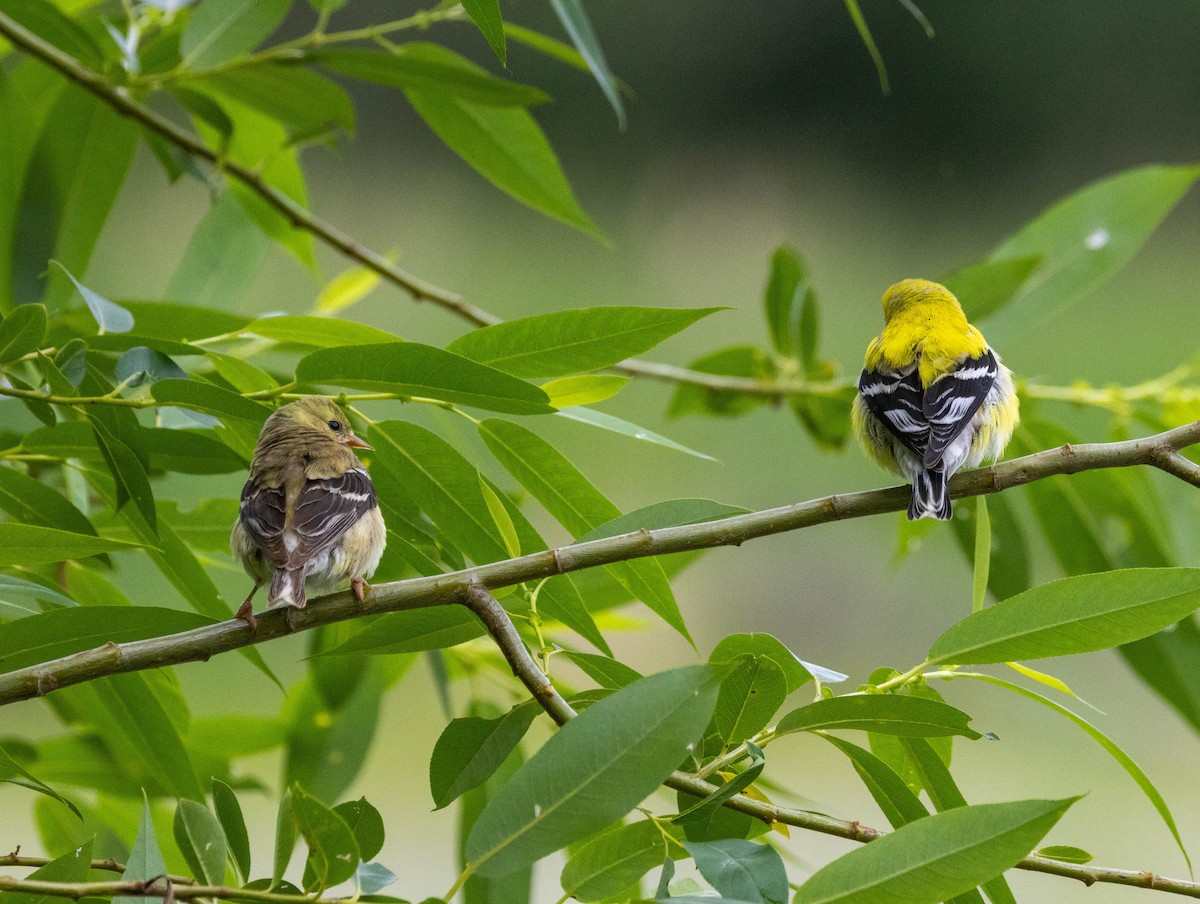 American Goldfinch - ML659153754
