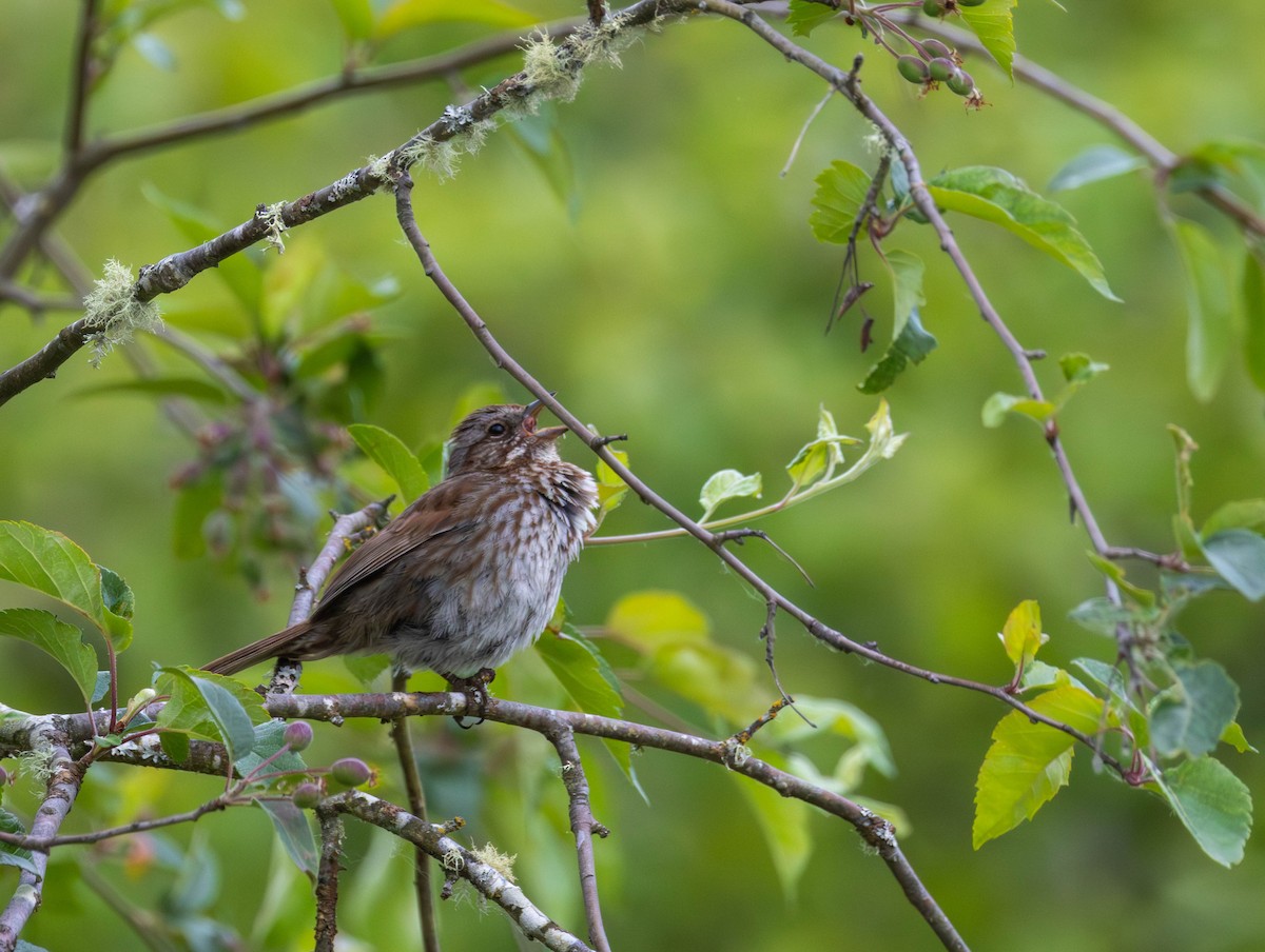 Song Sparrow - ML659153759