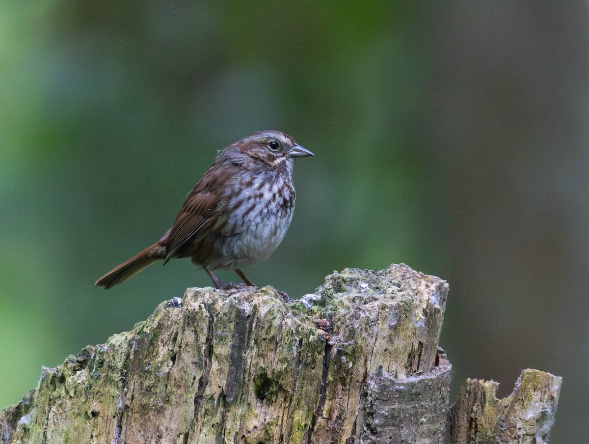 Song Sparrow - ML659153760