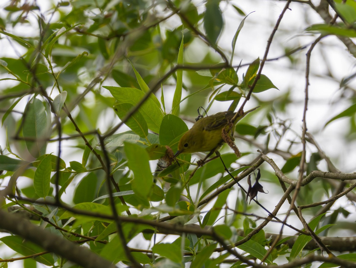 Northern Yellow Warbler - ML659153766