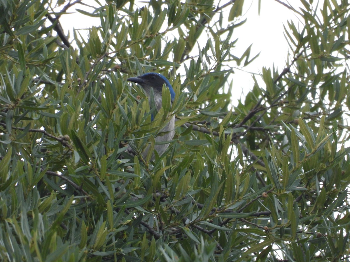 Woodhouse's Scrub-Jay - ML659153811