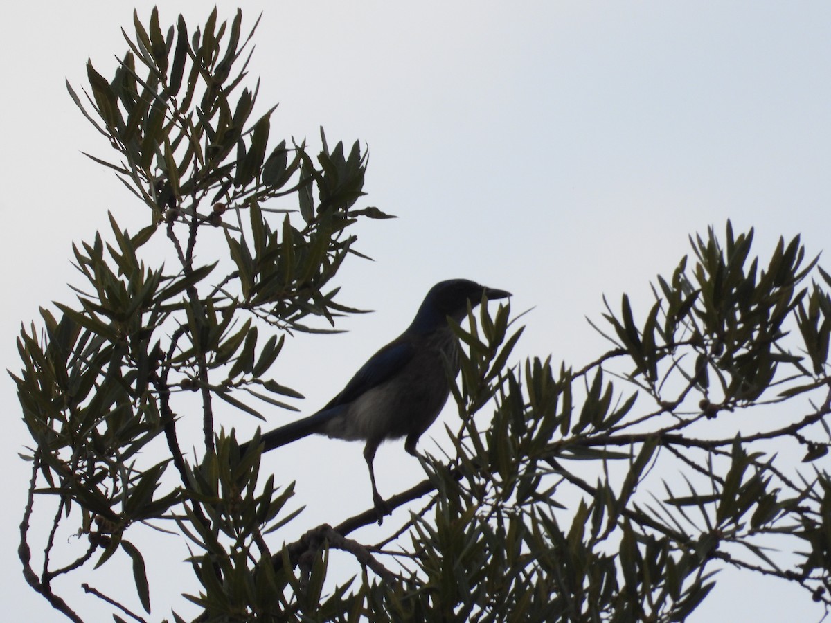 Woodhouse's Scrub-Jay - ML659153813