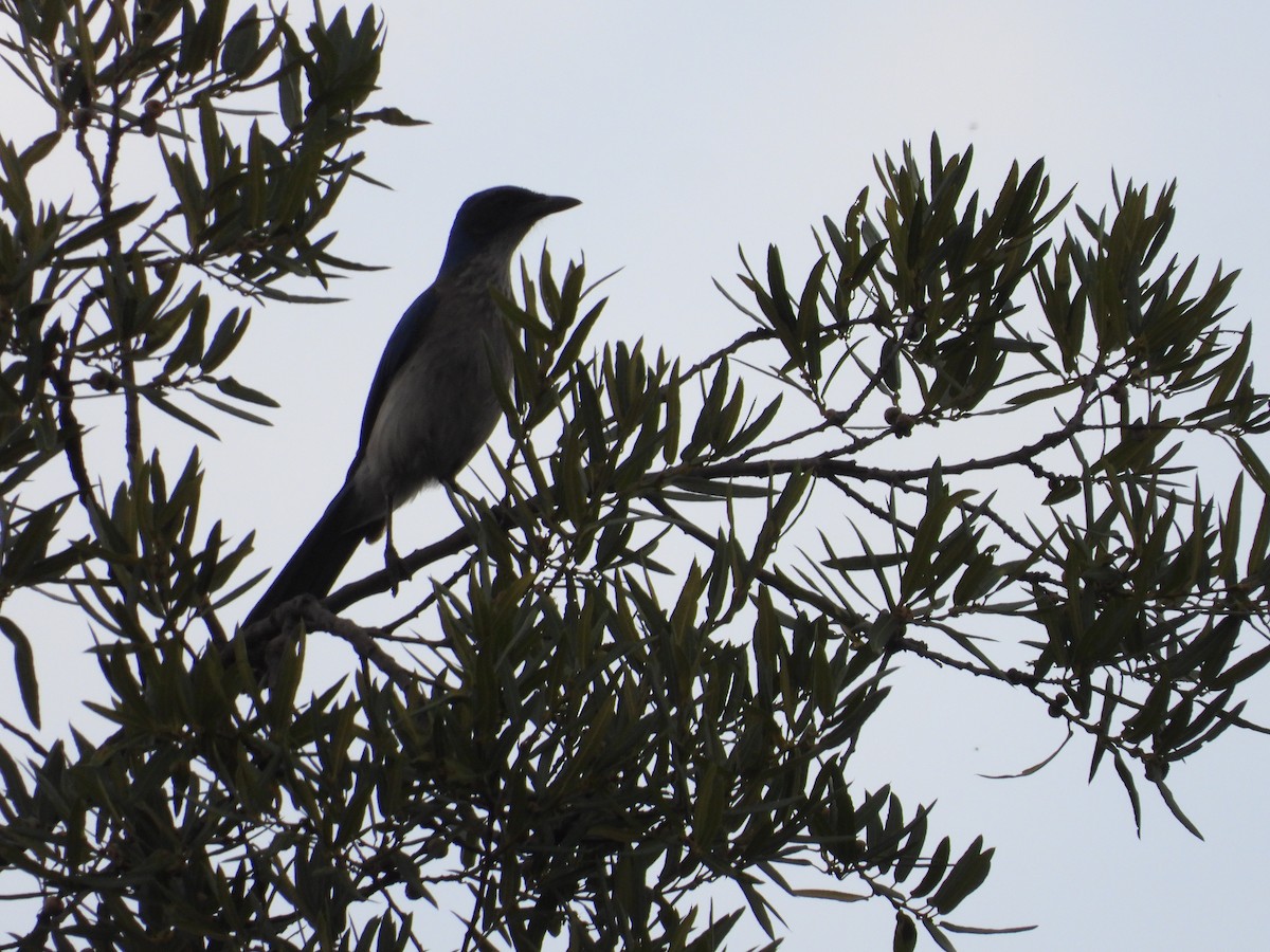 Woodhouse's Scrub-Jay - ML659153814