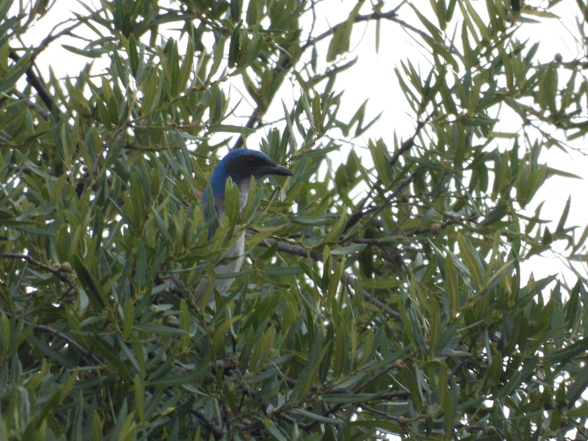 Woodhouse's Scrub-Jay - ML659153815