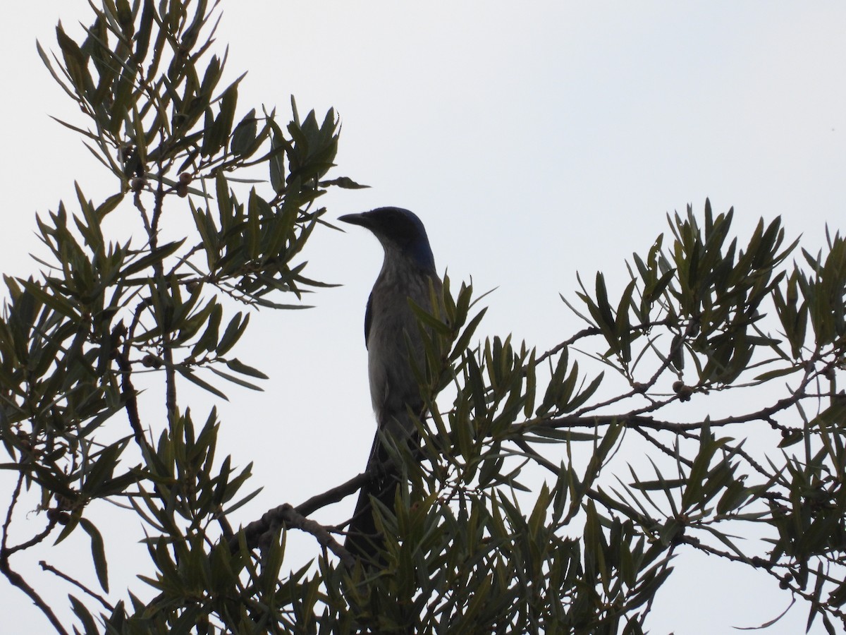 Woodhouse's Scrub-Jay - ML659153816
