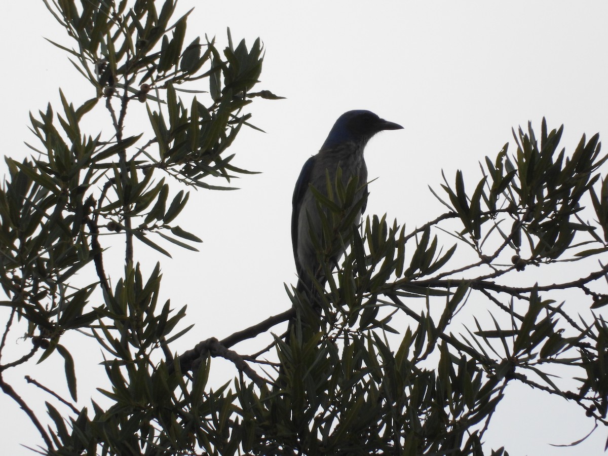 Woodhouse's Scrub-Jay - ML659153817