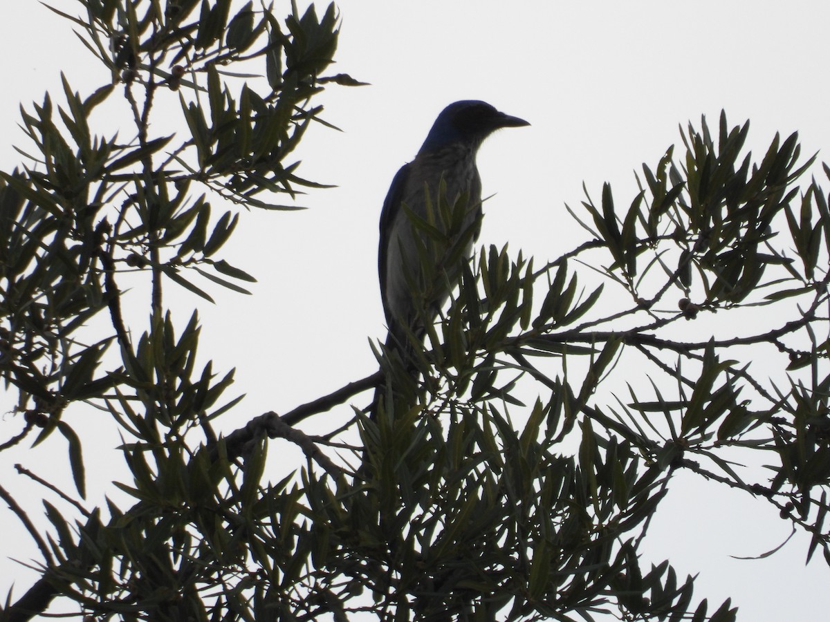 Woodhouse's Scrub-Jay - ML659153818