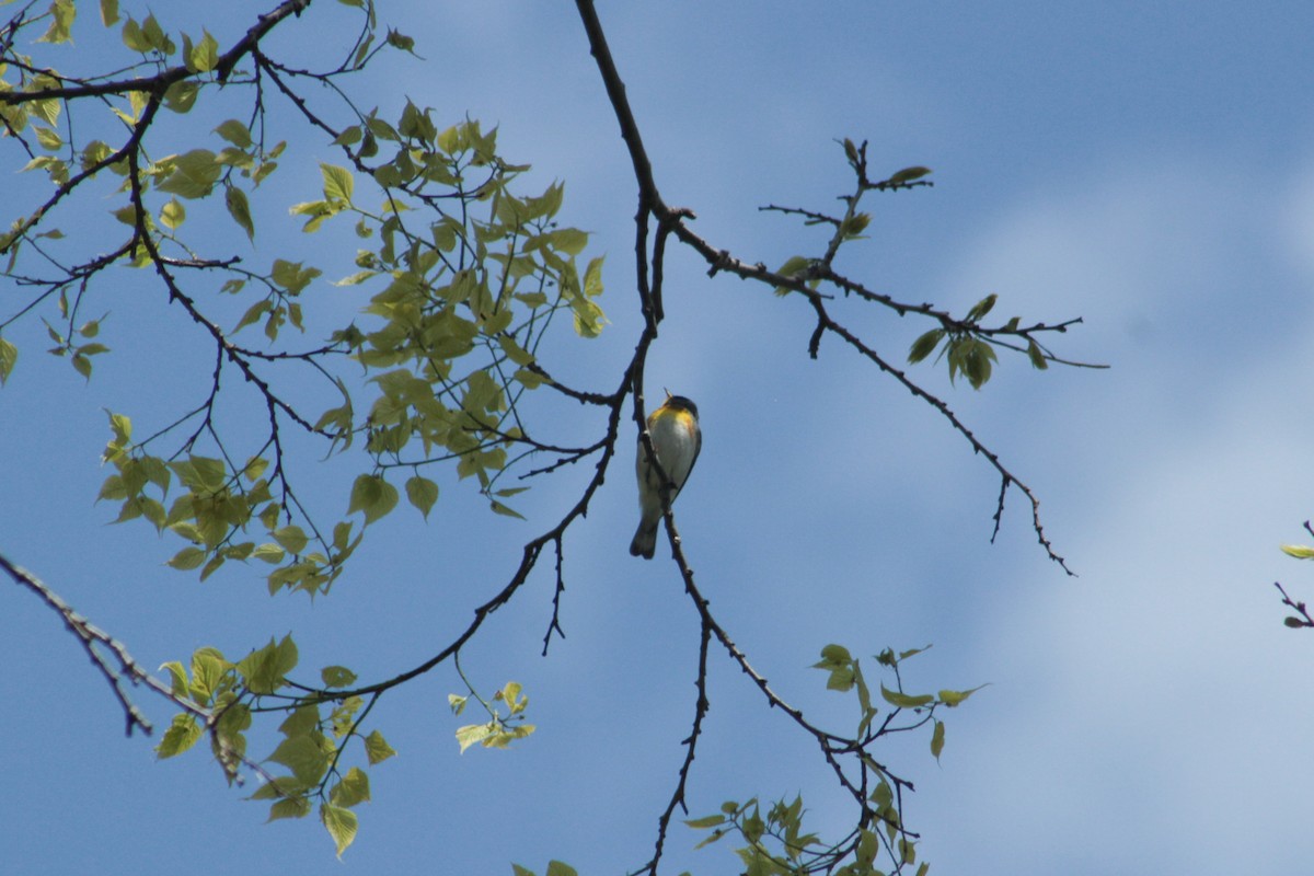Northern Parula - ML659153872