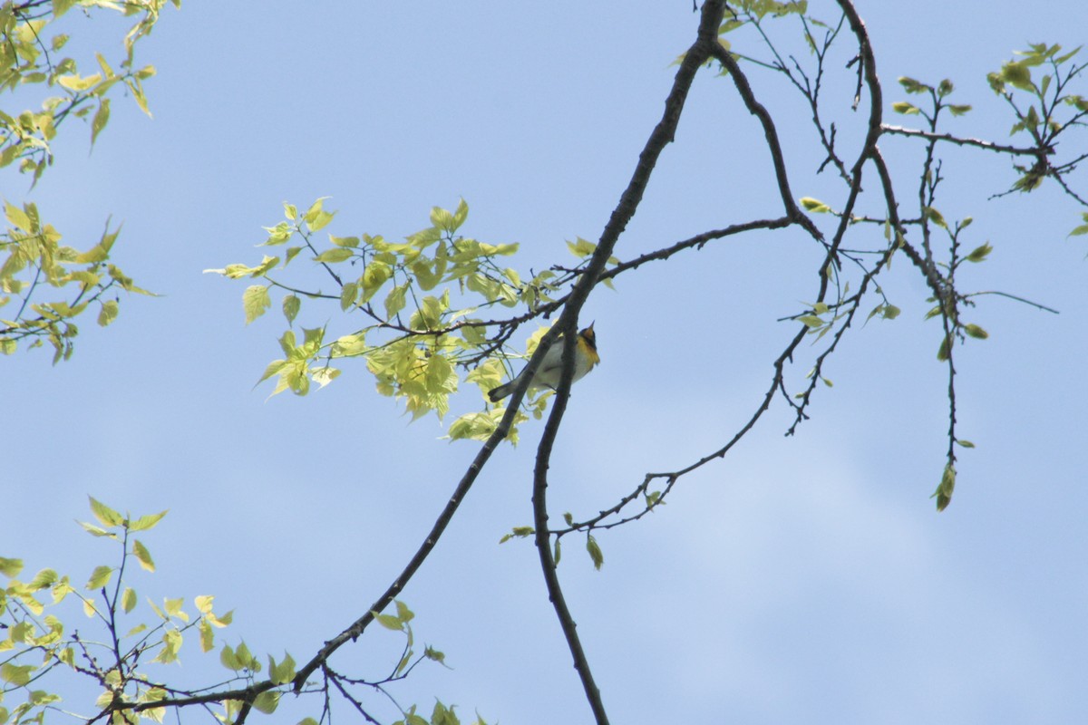 Northern Parula - ML659153873