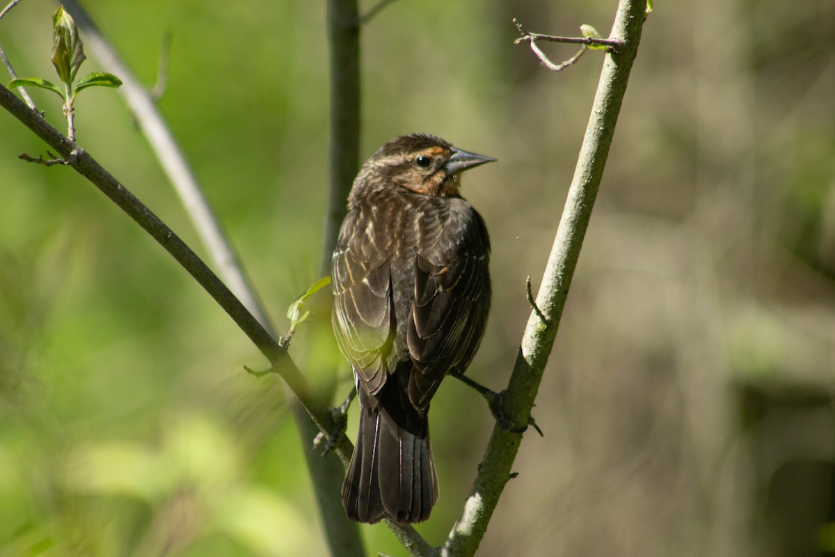 Red-winged Blackbird - ML659153906