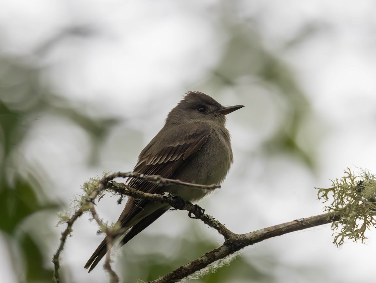 Western Wood-Pewee - ML659153922