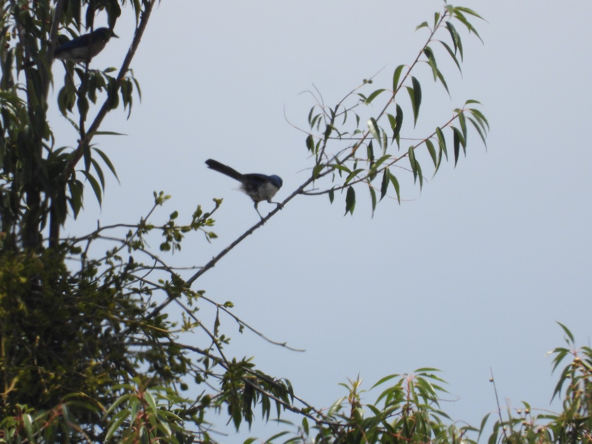 Woodhouse's Scrub-Jay - ML659154066