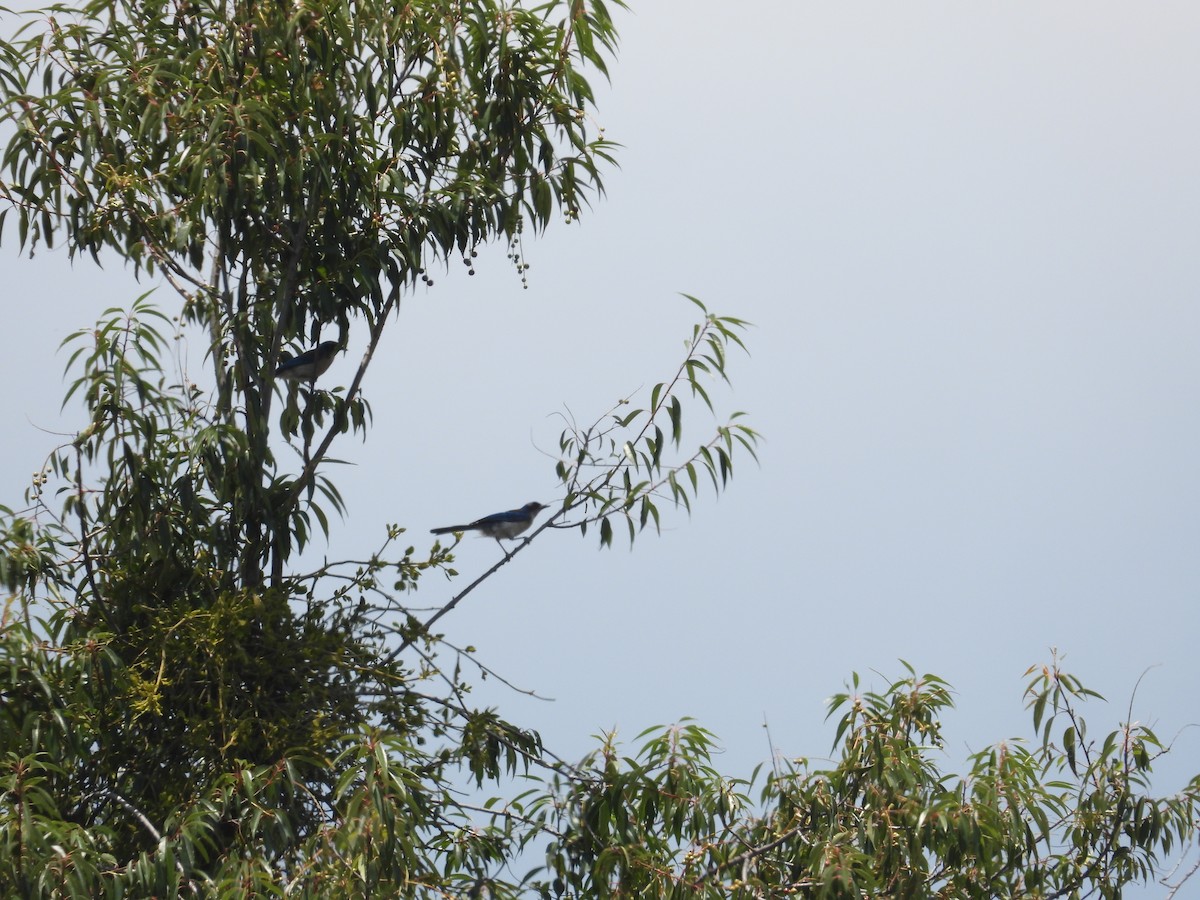 Woodhouse's Scrub-Jay - ML659154067
