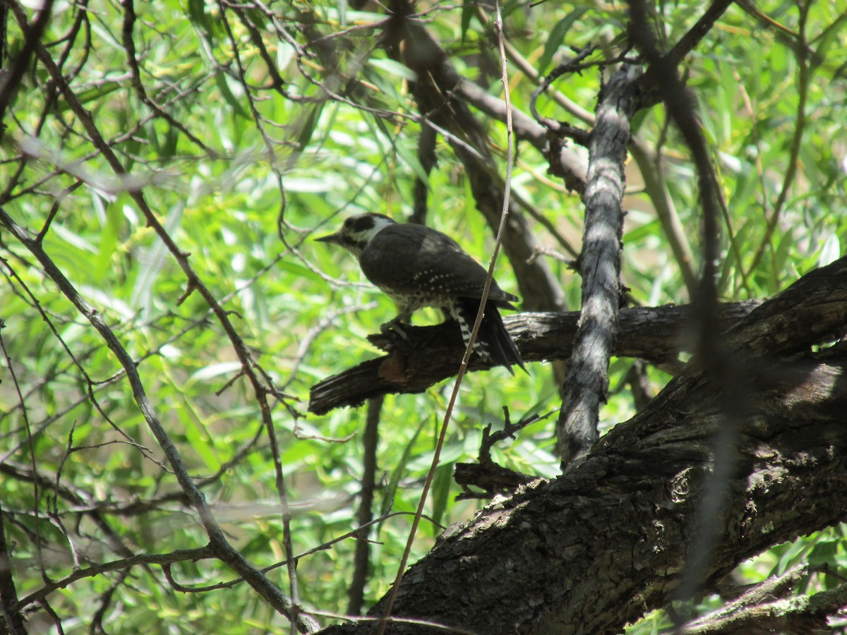 Arizona Woodpecker - ML659154416