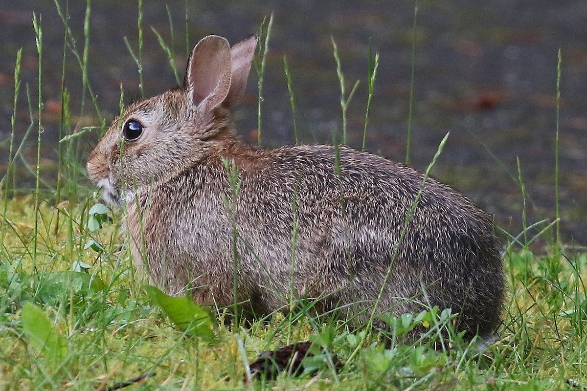 Baumwollschwanzkaninchen - ML659154681