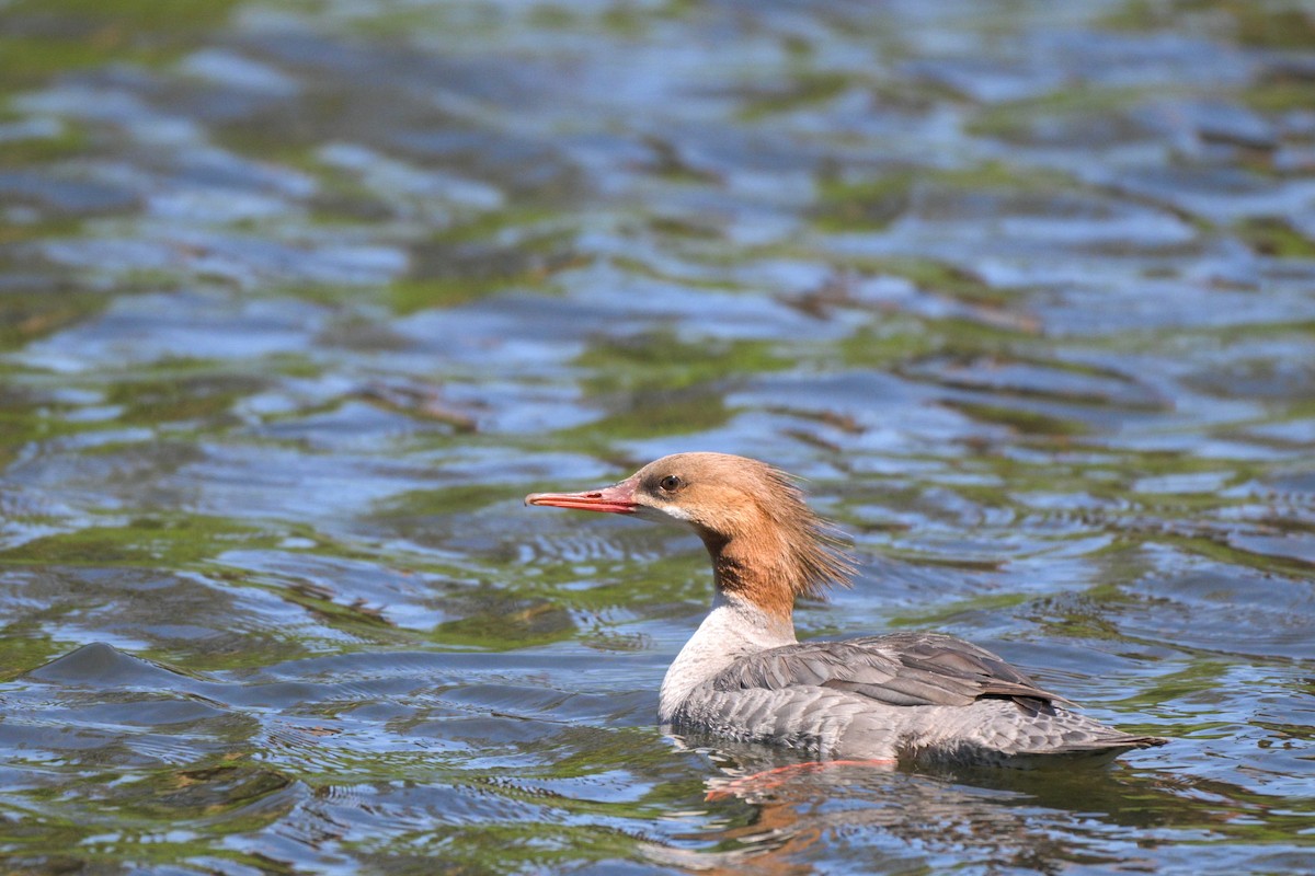 Common Merganser - ML659154773