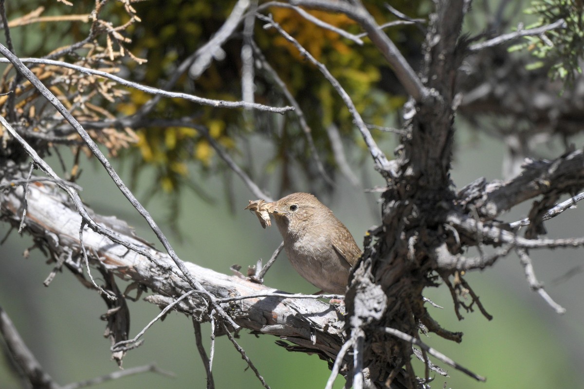 Northern House Wren - ML659154803