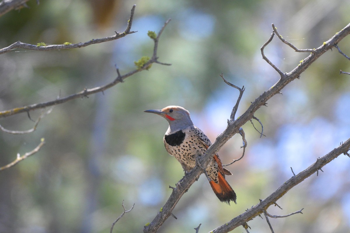 Northern Flicker (Red-shafted) - ML659154857
