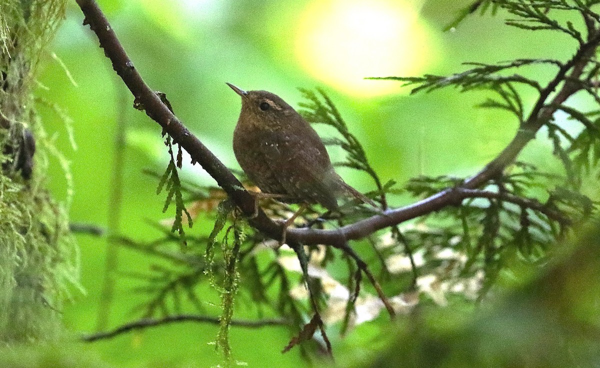 Pazifikzaunkönig - ML659154952
