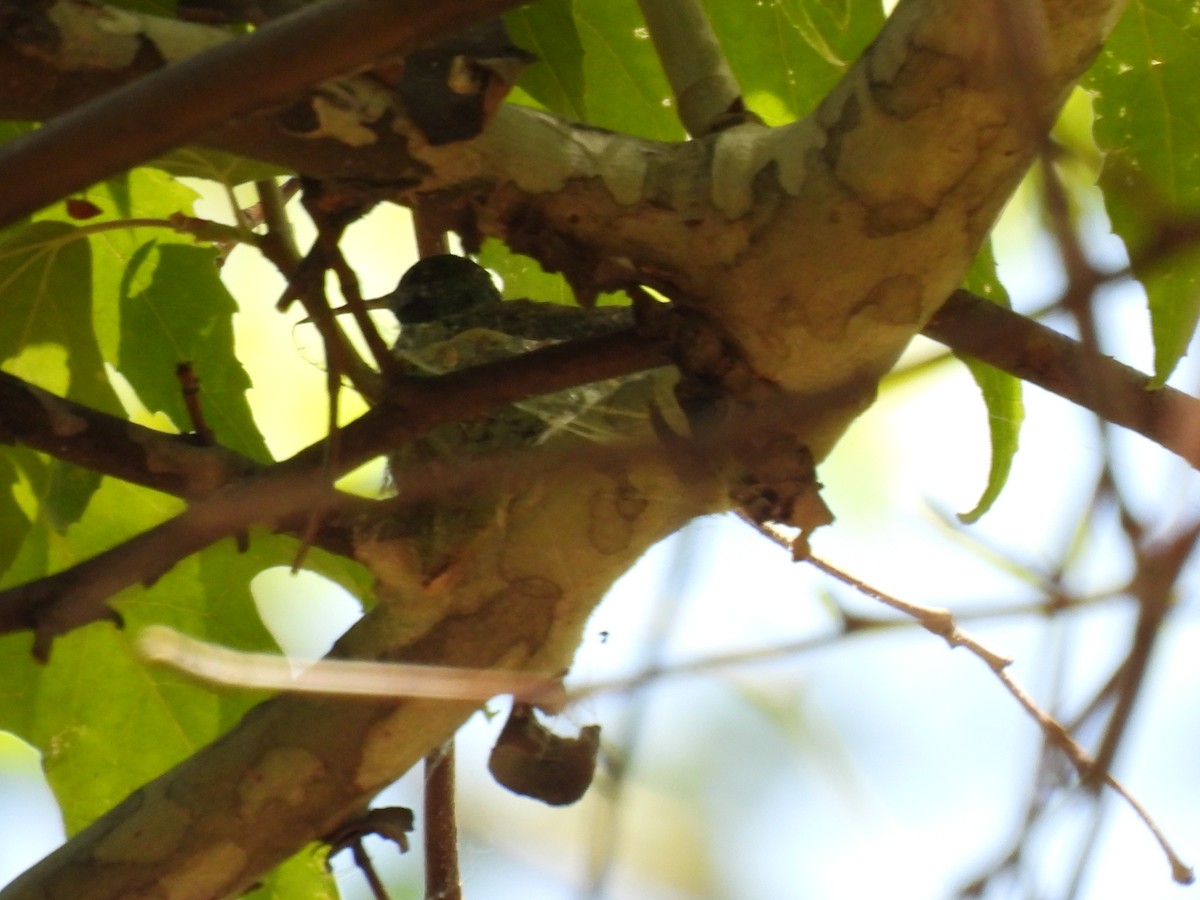 Berylline Hummingbird - ML659155035