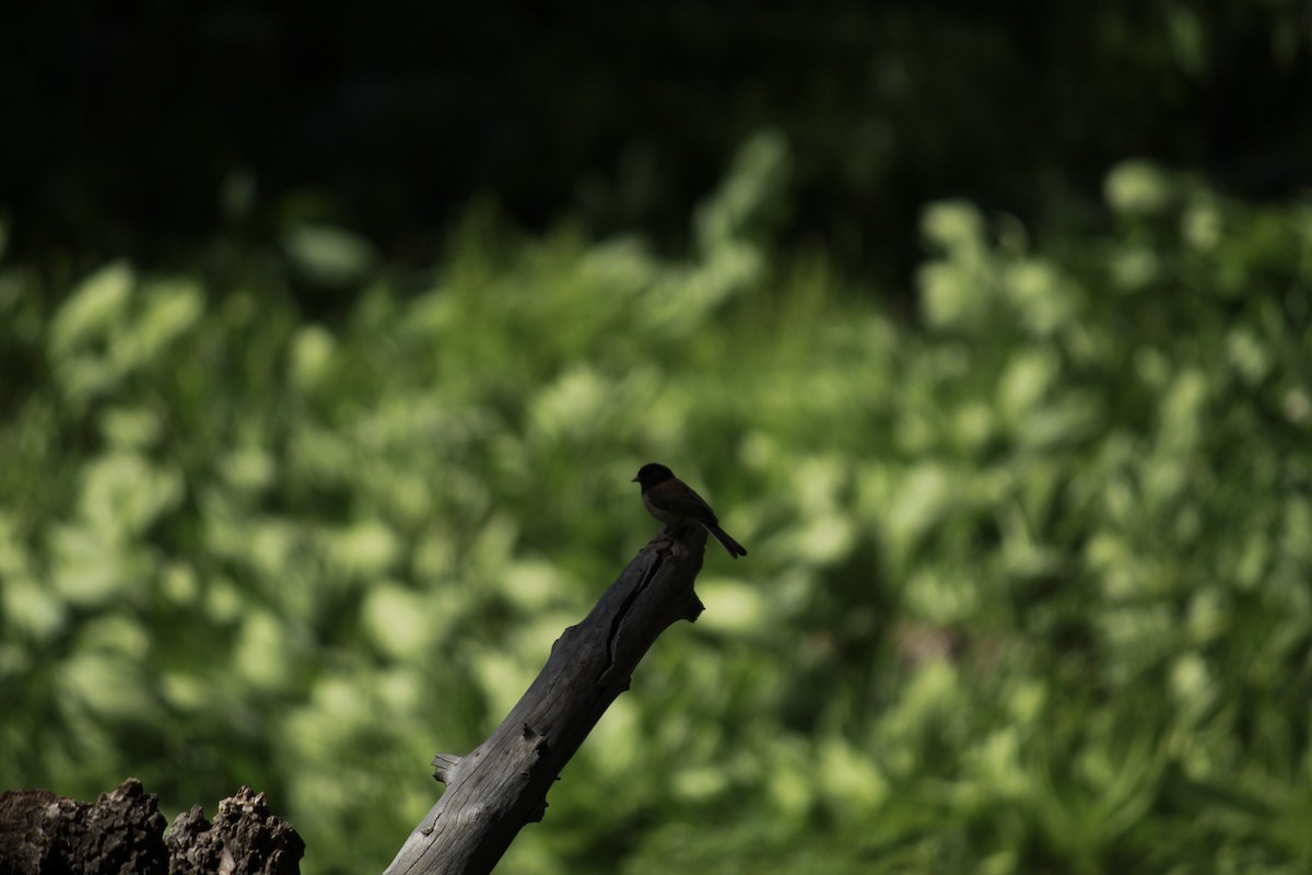 Dark-eyed Junco - ML659155128