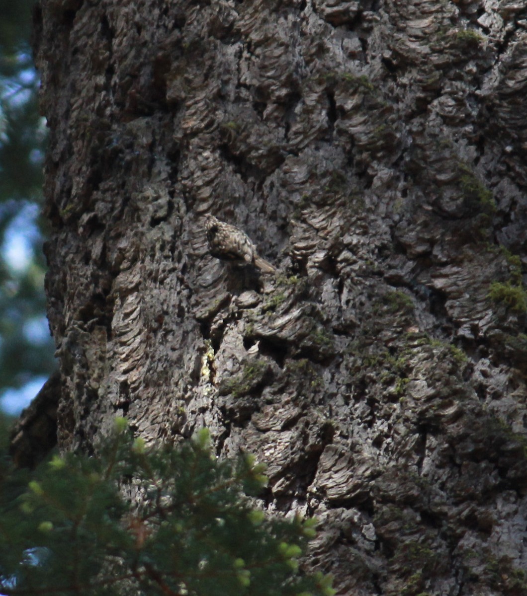 Brown Creeper - ML659155132