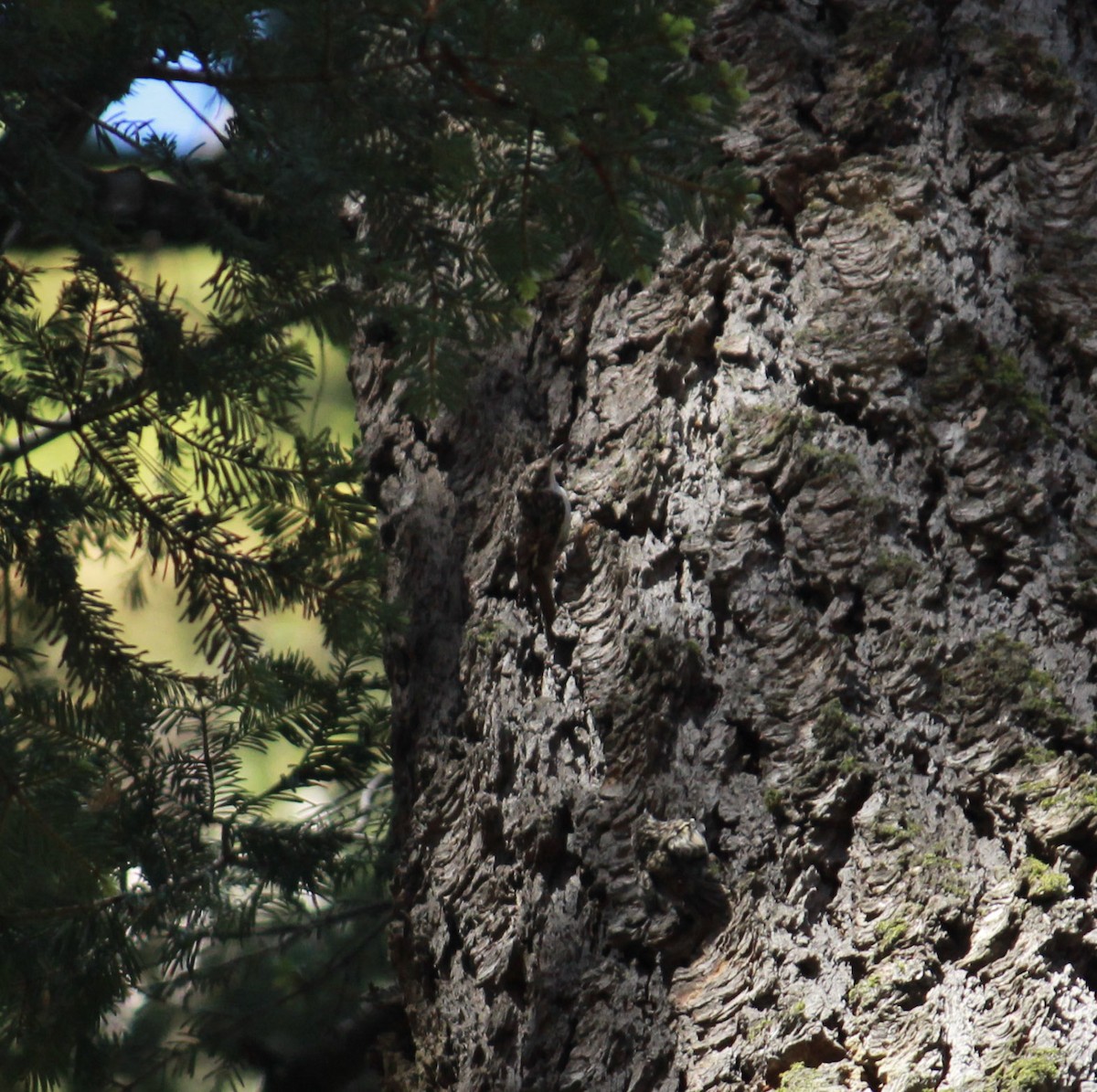 Brown Creeper - ML659155133