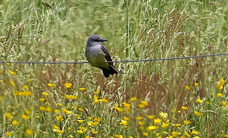 Schmalschnabel-Königstyrann - ML659155216