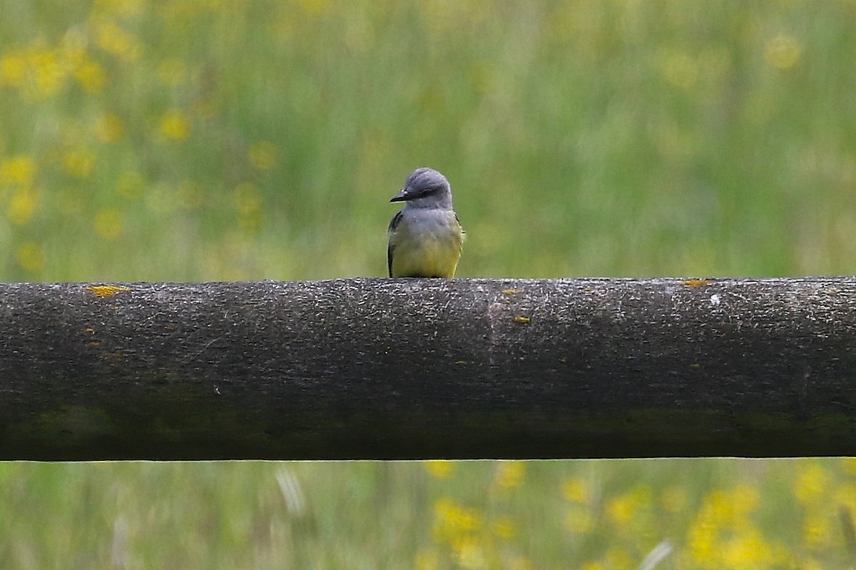 Schmalschnabel-Königstyrann - ML659155226