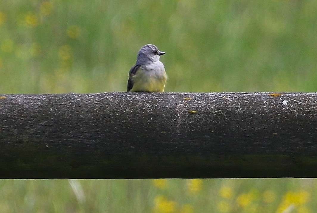 Schmalschnabel-Königstyrann - ML659155235
