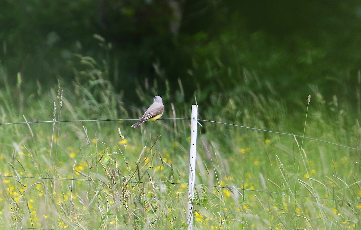 Schmalschnabel-Königstyrann - ML659155245