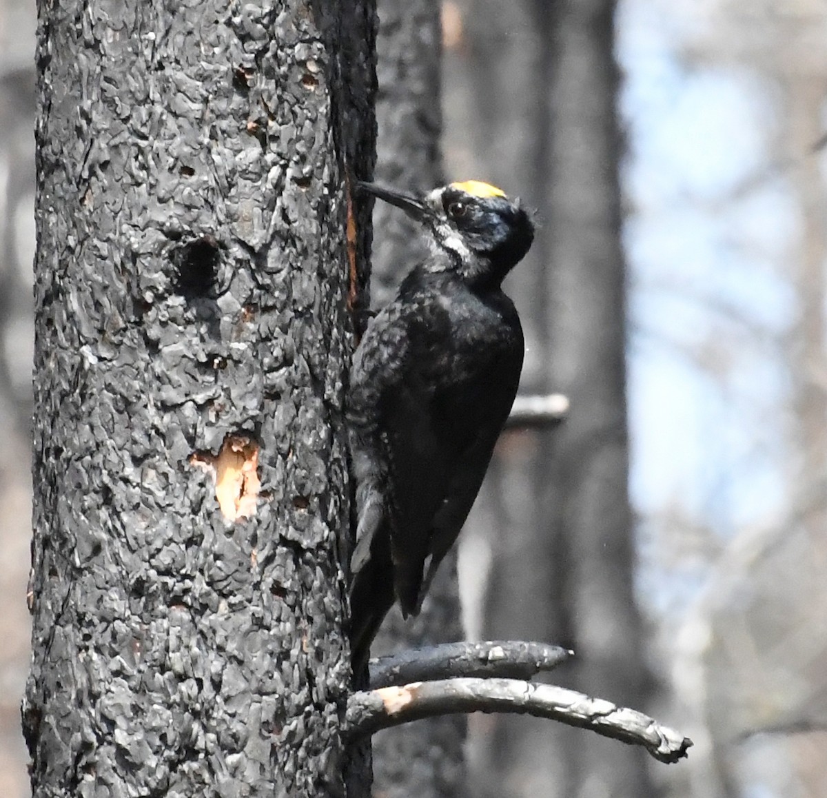 Black-backed Woodpecker - ML659155281