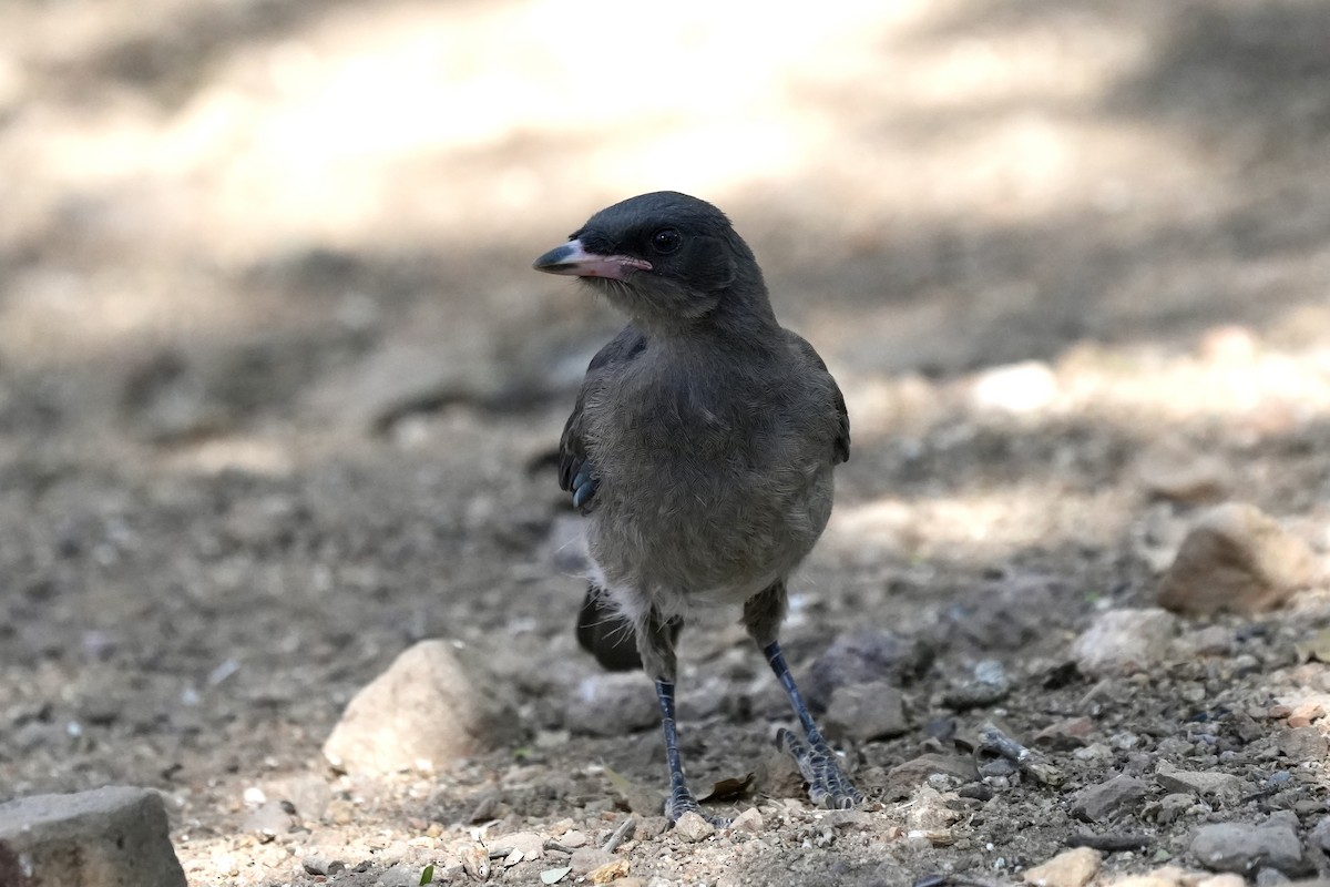 Black-headed Grosbeak - ML659155343