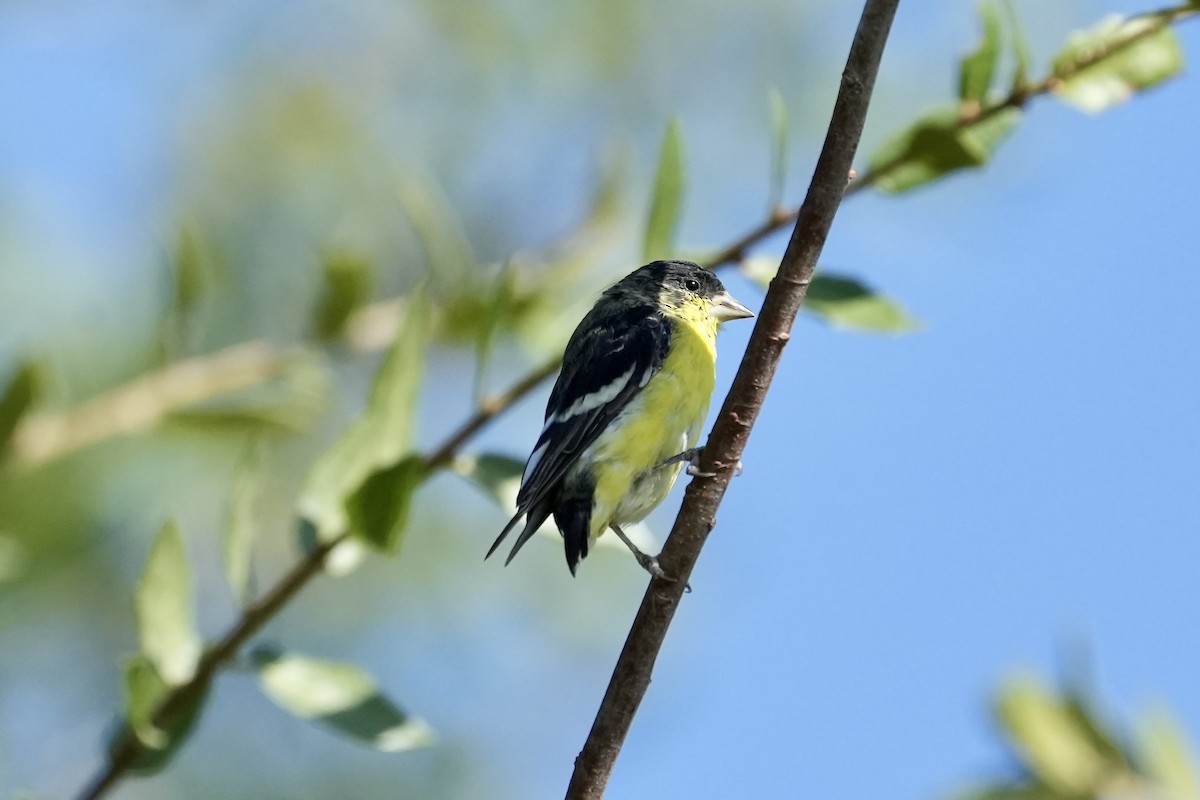 Lesser Goldfinch - ML659155358