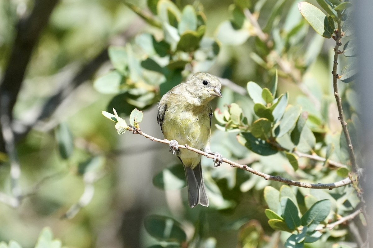 Lesser Goldfinch - ML659155359