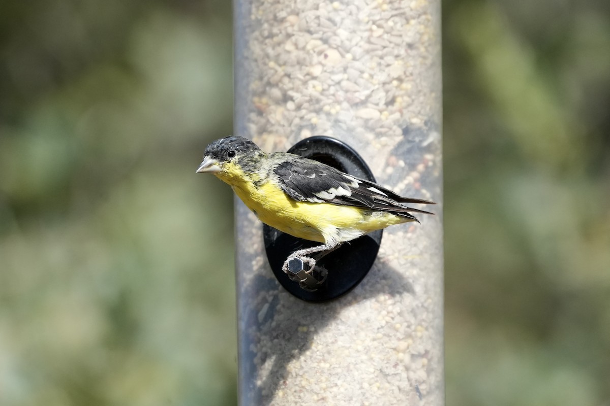 Lesser Goldfinch - ML659155360