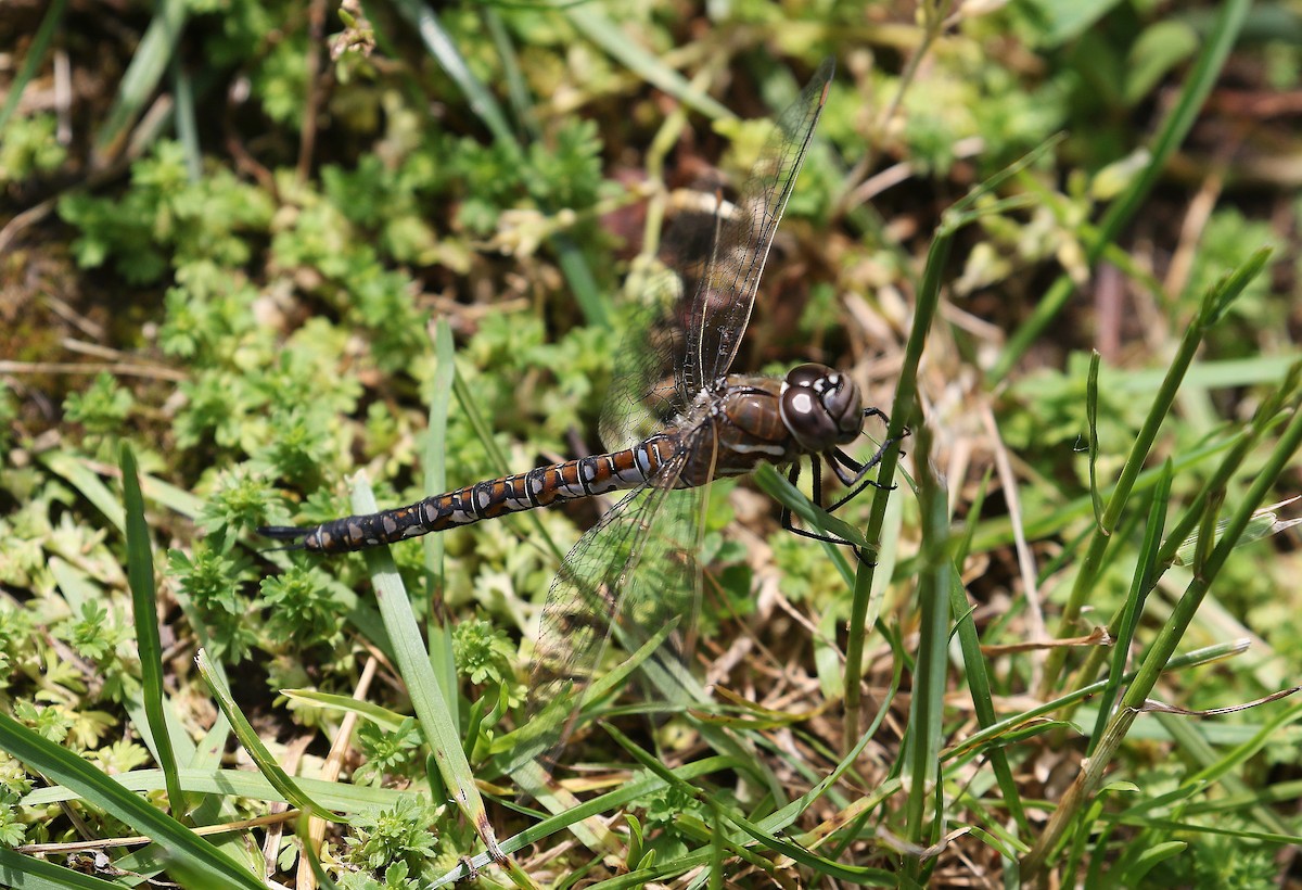 Insekten - ML659155449