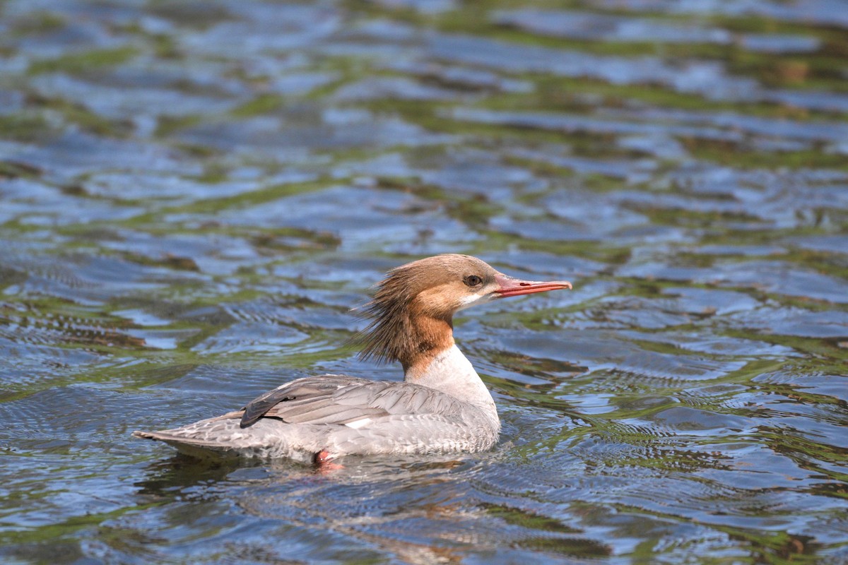Common Merganser - ML659156339