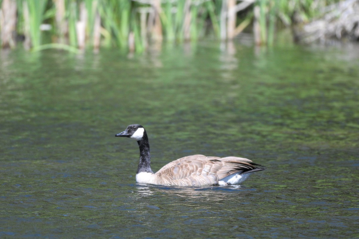 Canada Goose - ML659156454