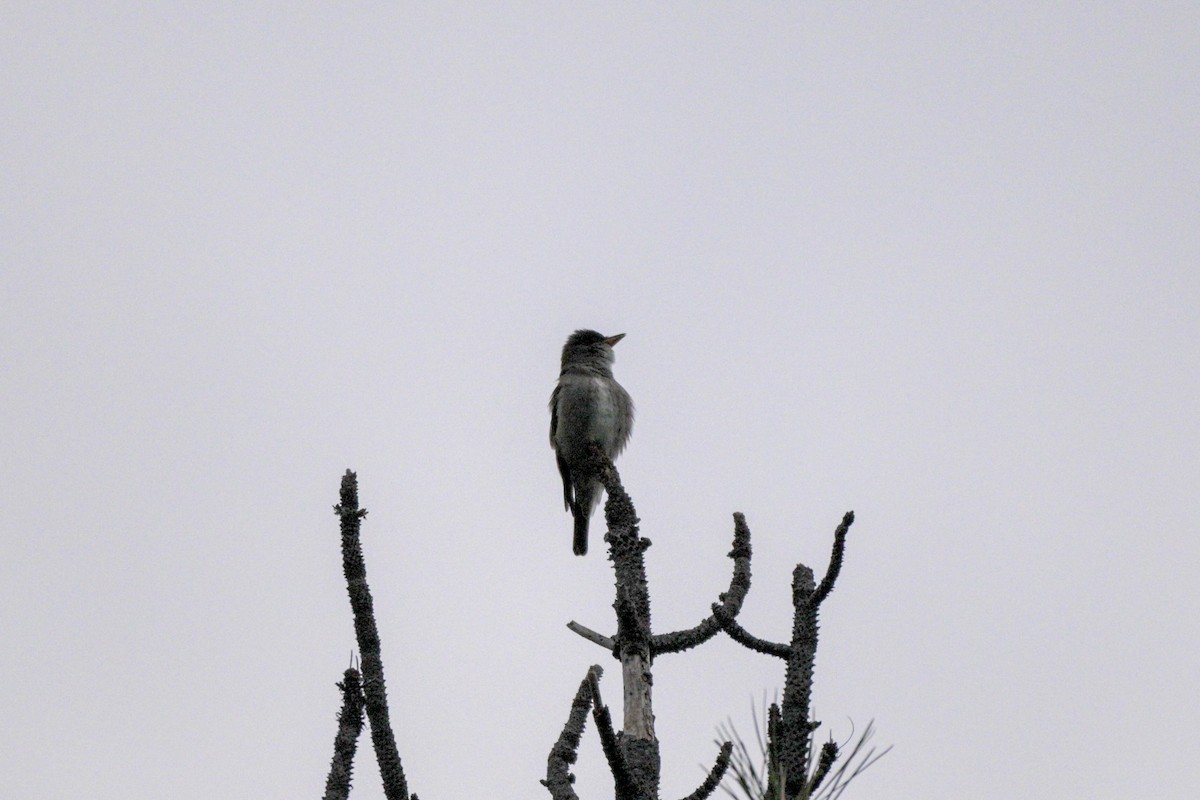 Olive-sided Flycatcher - ML659156728