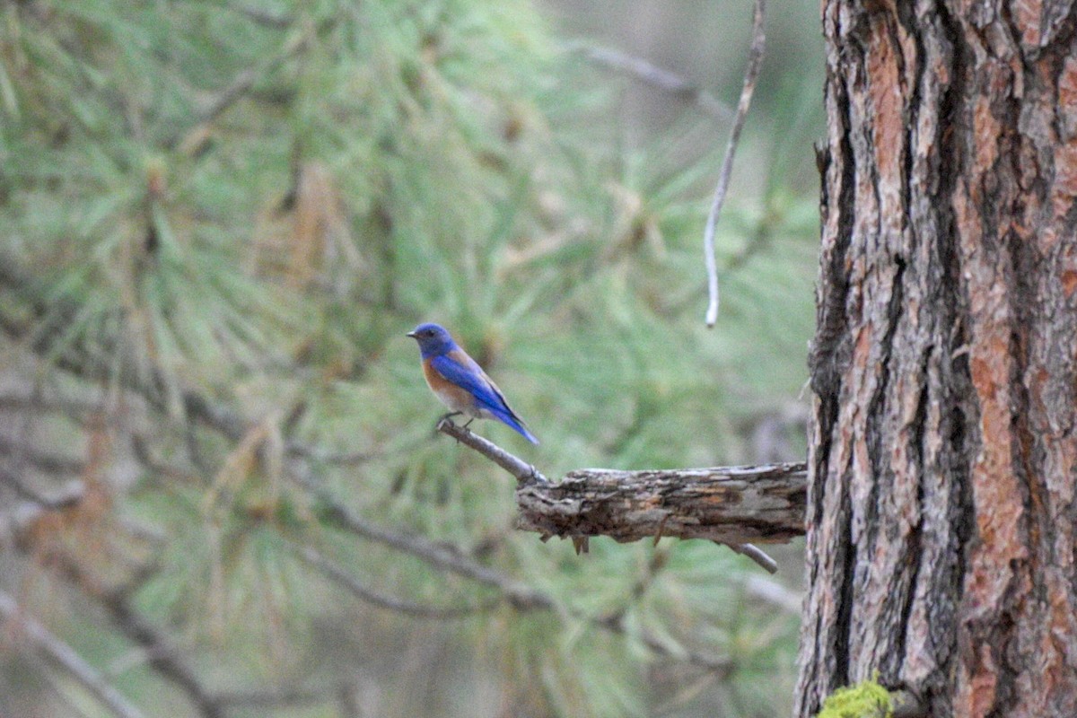 Western Bluebird - ML659156749